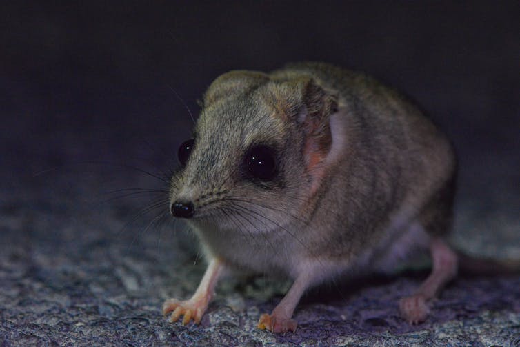 Australia’s Kultarrs: Carnivorous Marsupials, Tiny, Cryptic Creatures