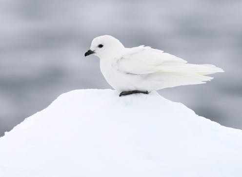 The southern hemisphere is full of birds found nowhere else on Earth. Their importance has been overlooked
