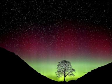 Sycamore Gap vandals face their fate in English court for felling beloved tree