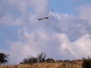 Conservationists release rehabbed vultures back into wild on South Africa mountain