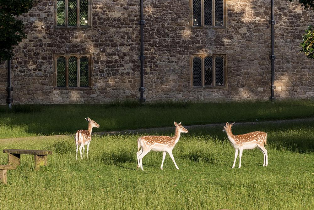 The grand life writ small: a history of modern British aristocracy