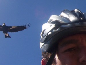 Lonely Magpie Just Wants A Hug