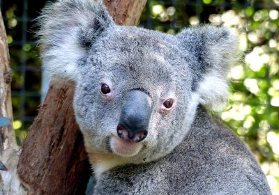 Decades of campaigns behind Great Koala National Park, NSW logging moratorium