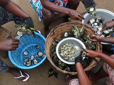 In coastal Ghana, female oyster farmers try to save an old practice threatened by climate change