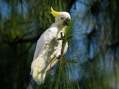 Nest boxes help endangered cockatoos find homes in urban Hong Kong