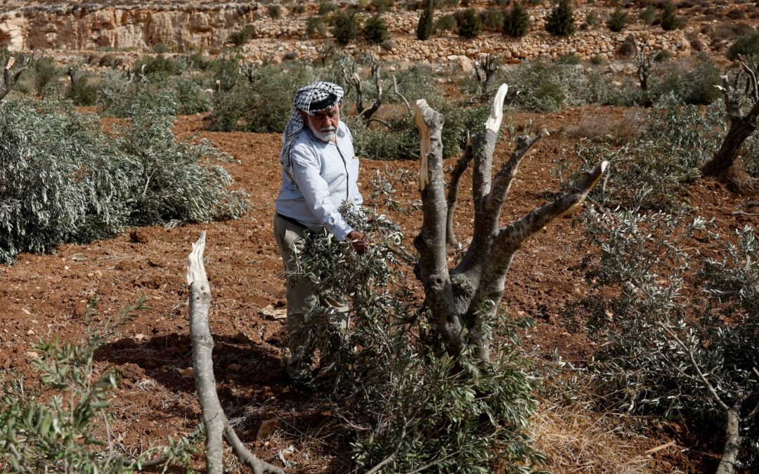 Israel deports 32 activists aiding Palestinian olive farmers amid attacks