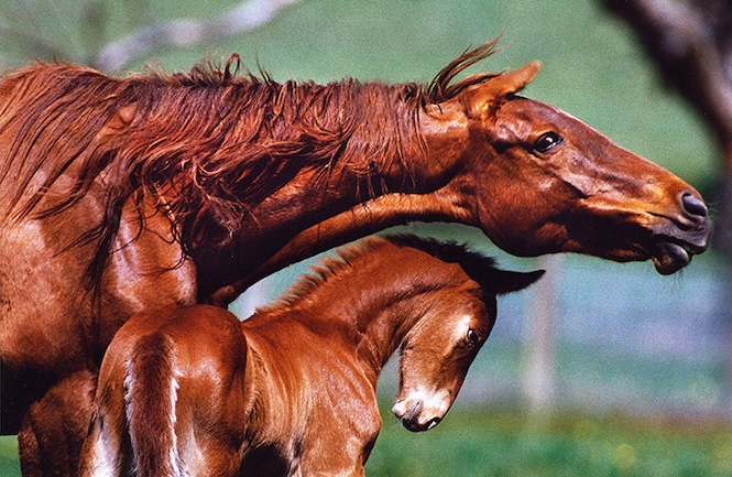 'Horsing around' in Melbourne springtime