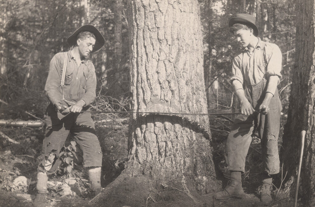 On the big Timber Debate at Circular Disruption and what to expect