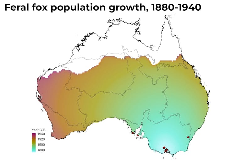 It took just 60 years for red foxes to colonise Australia from Victoria to the Pilbara