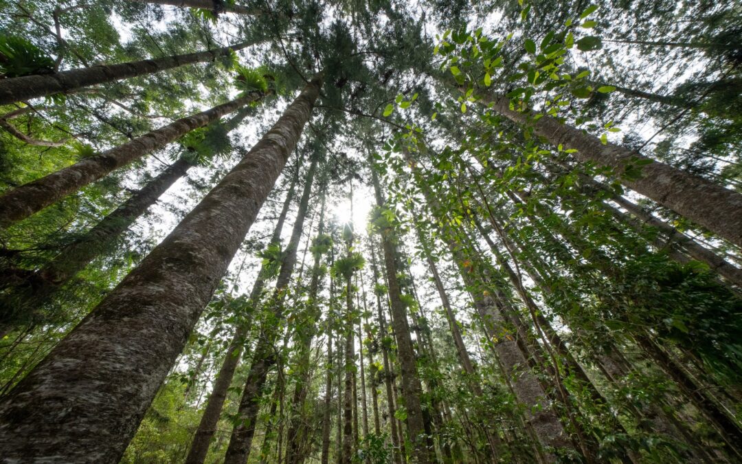 We can’t decarbonise construction if we demonise timber