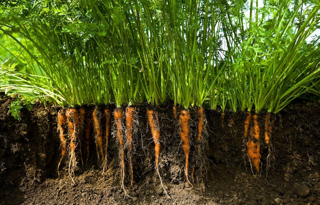 Engineered microbes could tackle climate change – if we ensure it’s done safely