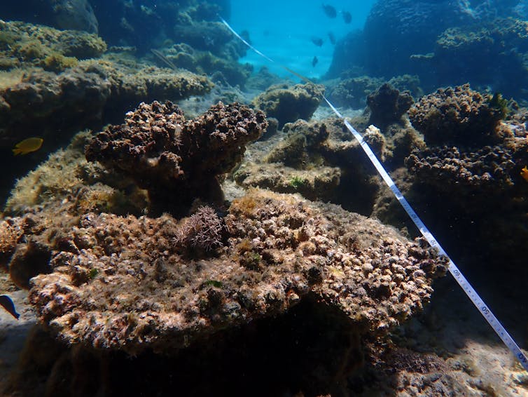 We knew Ningaloo’s coral bleaching was severe. But what we found 6 months later was still a shock