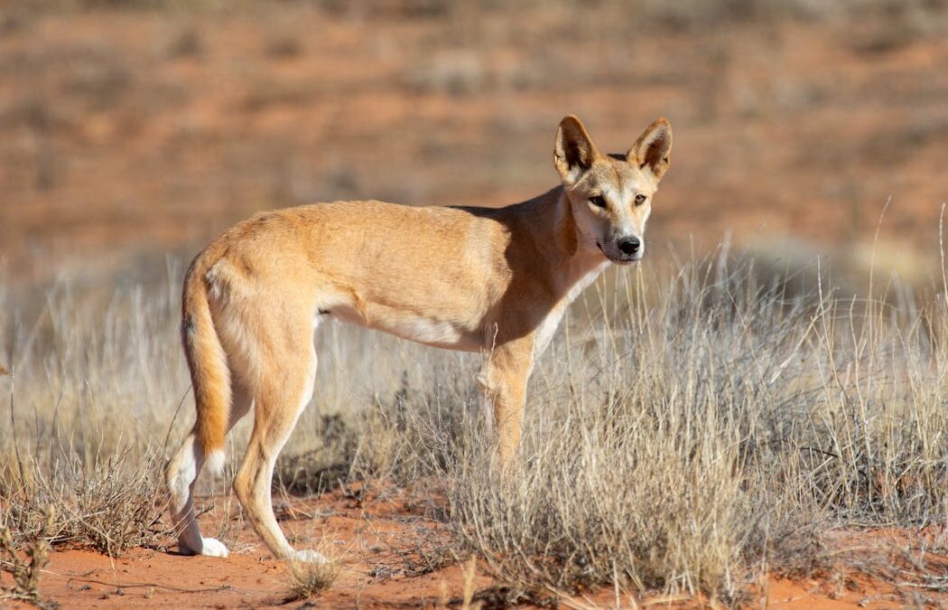 Impacts of colonisation on dingoes are ‘written in their bones’, new research finds