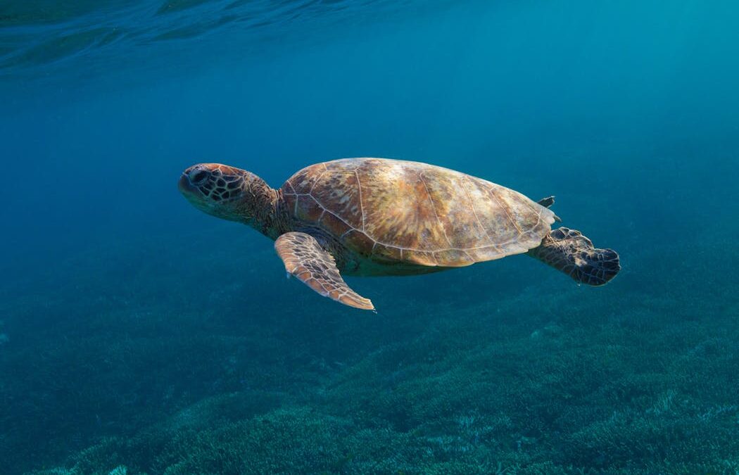 New data reveals how Australia’s threatened reptiles and frogs are disappearing – and what we have to do