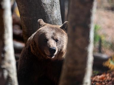 Wolves at the door: Greek villages have a growing predator problem