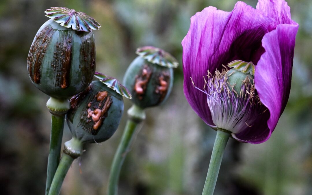 Opium poppy farming hits 10-year high in war-torn Myanmar