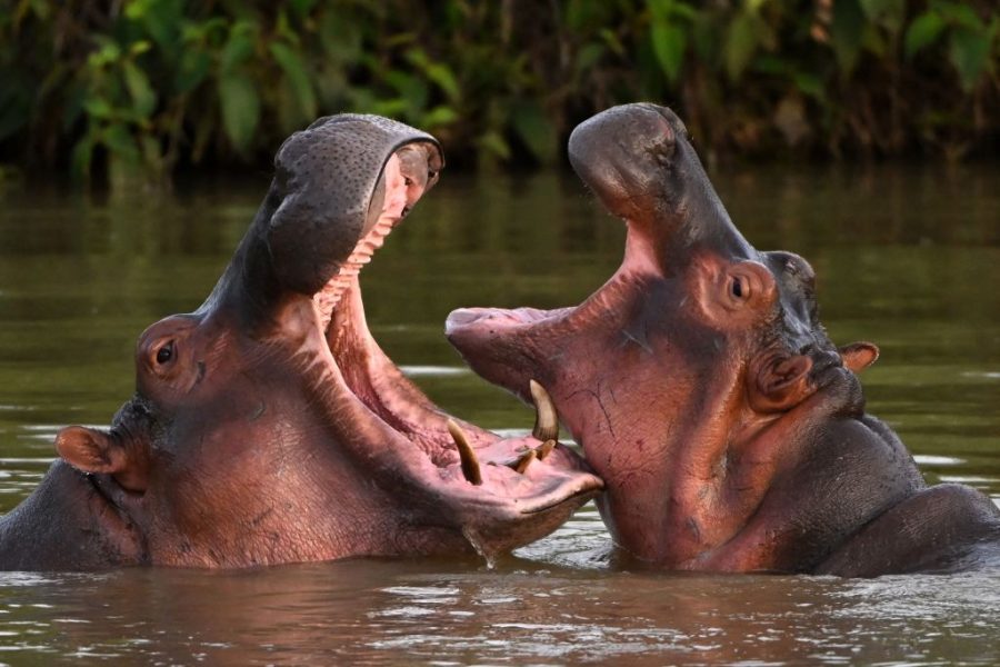 Pablo Escobar’s hippos are saving Colombia’s wetlands