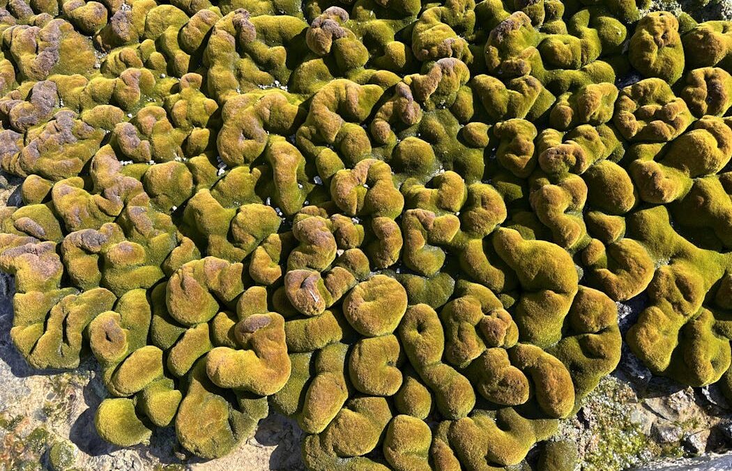 Temperatures in a patch of Antarctic moss can vary as much as an entire mountain range