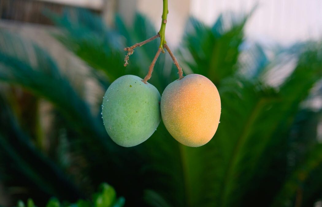 Why mangoes fall before they’re ripe – and how science is helping them hang on