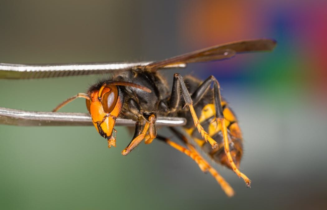 NZ now has a narrow window to stop the Asian yellow-legged hornet – here’s how everyone can help