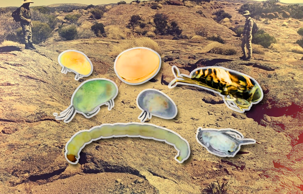 Meet the weird, wonderful creatures that live in Australia’s desert water holes. They might not be there much longer