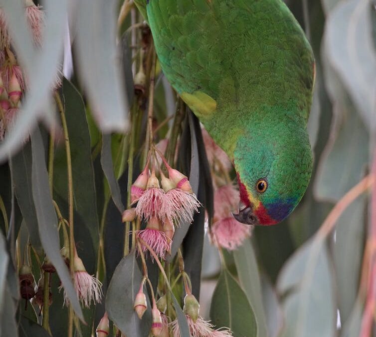 Australia has new laws to protect nature. Do they signal an end to native forest logging?