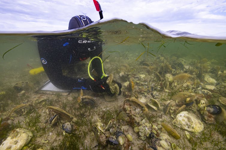 How eating oysters could help restore South Australia’s algal-bloom ravaged coast