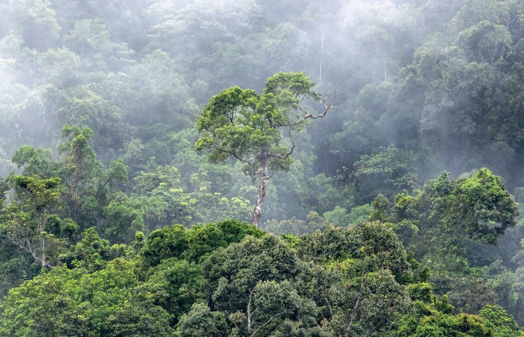 Millions of hectares are still being cut down every year. How can we protect global forests?