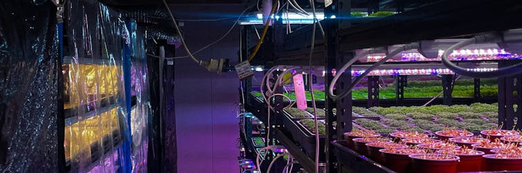 Can smart greenhouses bring back food production in cities?