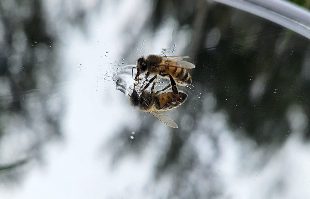 Can we use bees as a model of intelligent alien life to develop interstellar communication?