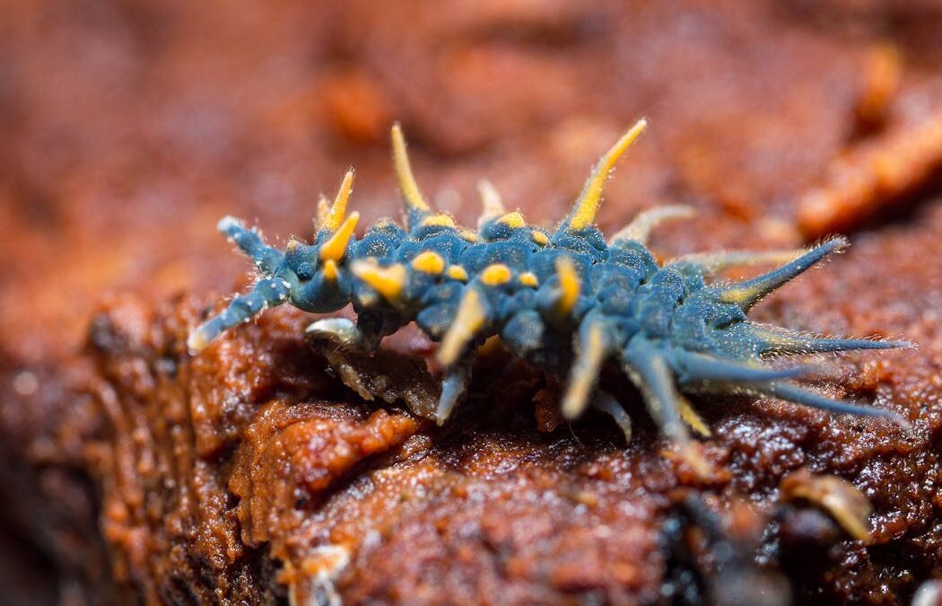 Meet the springtails: little-known fantastic beasts that live everywhere on Earth