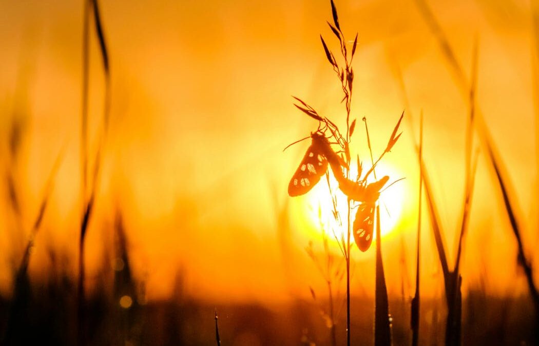 As Australia bakes through an extreme heatwave, even insects aren’t immune to its impact