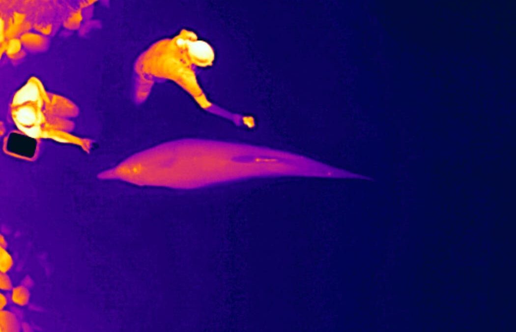 Thermal drones can track dolphin health without having to touch or disturb them