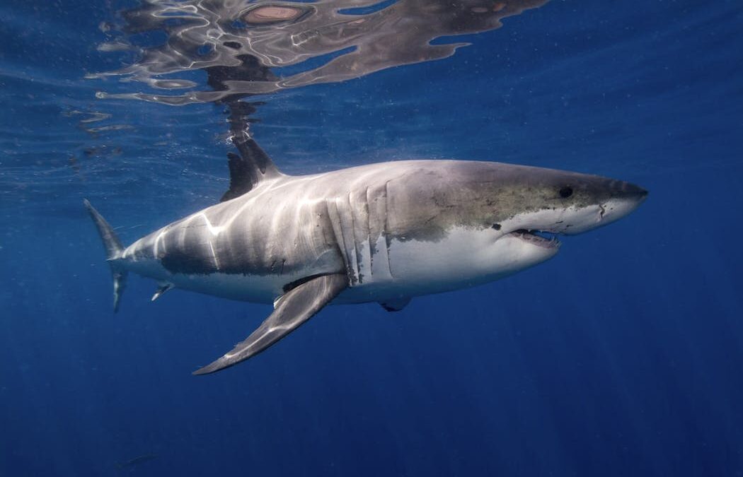 Great white sharks grow a whole new kind of tooth for slicing bone as they age