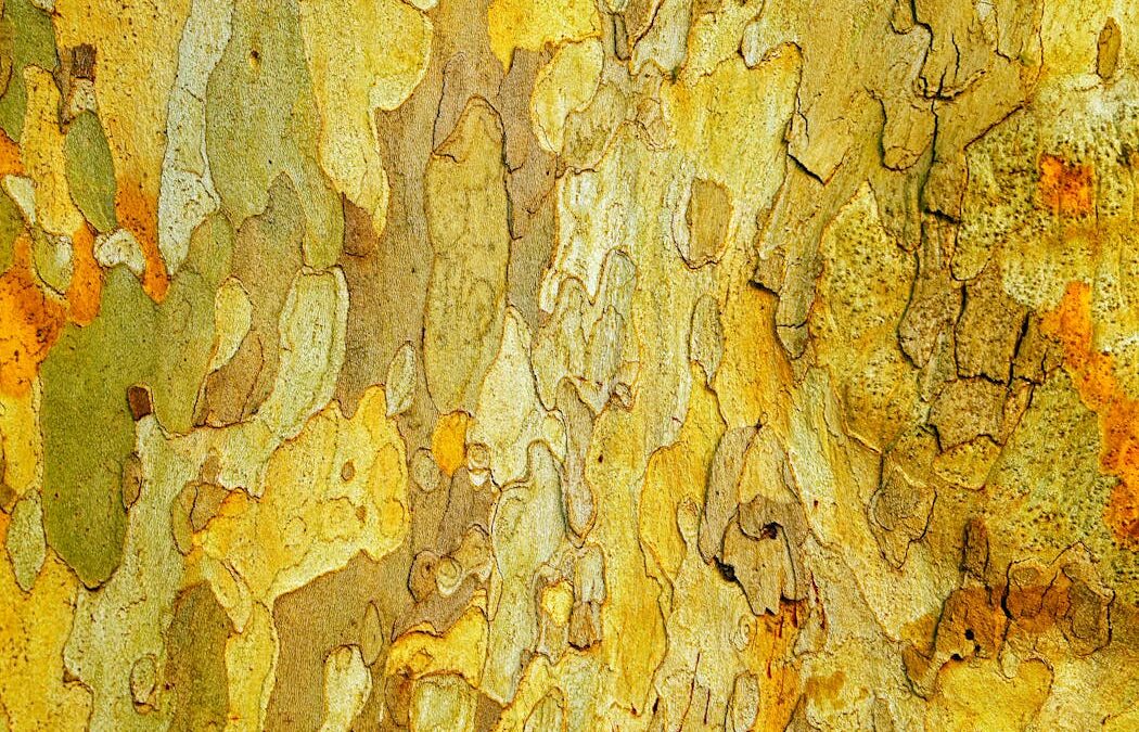 We discovered microbes in bark ‘eat’ climate gases. This will change the way we think about trees