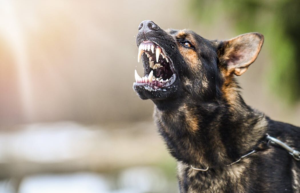 Australia needs a canine brain bank to reduce the risk of dog attacks