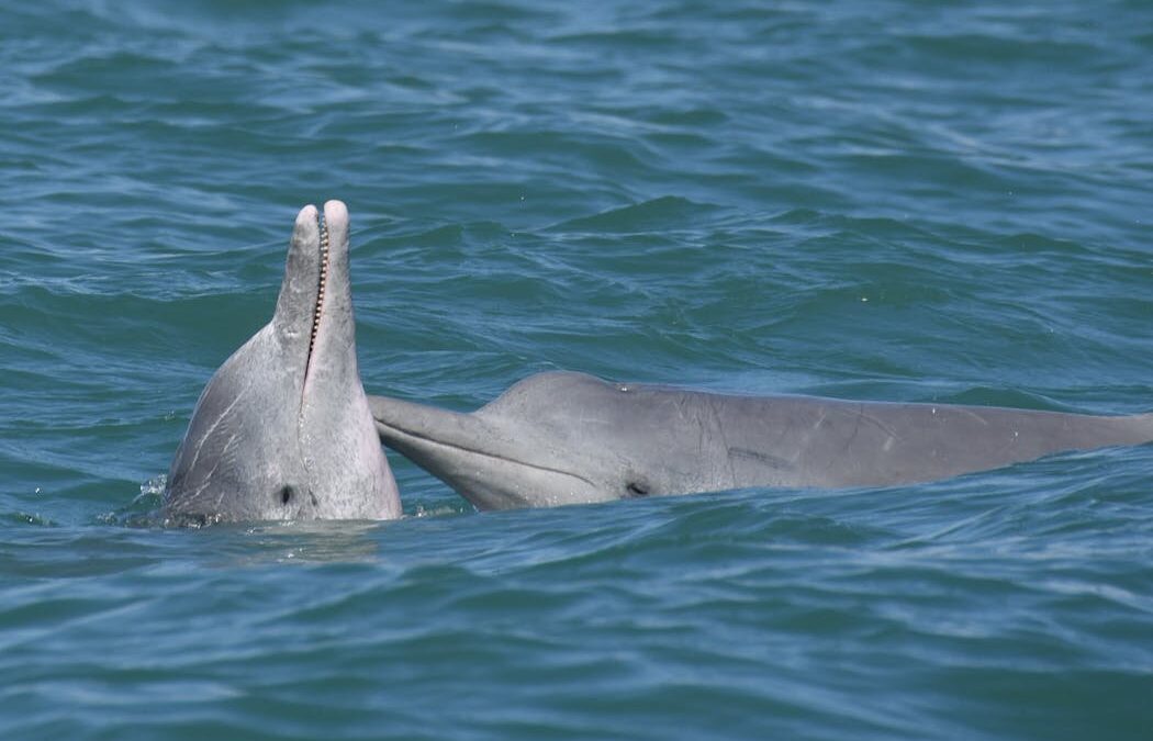 Social lives of whales and dolphins shape the spread of infectious diseases