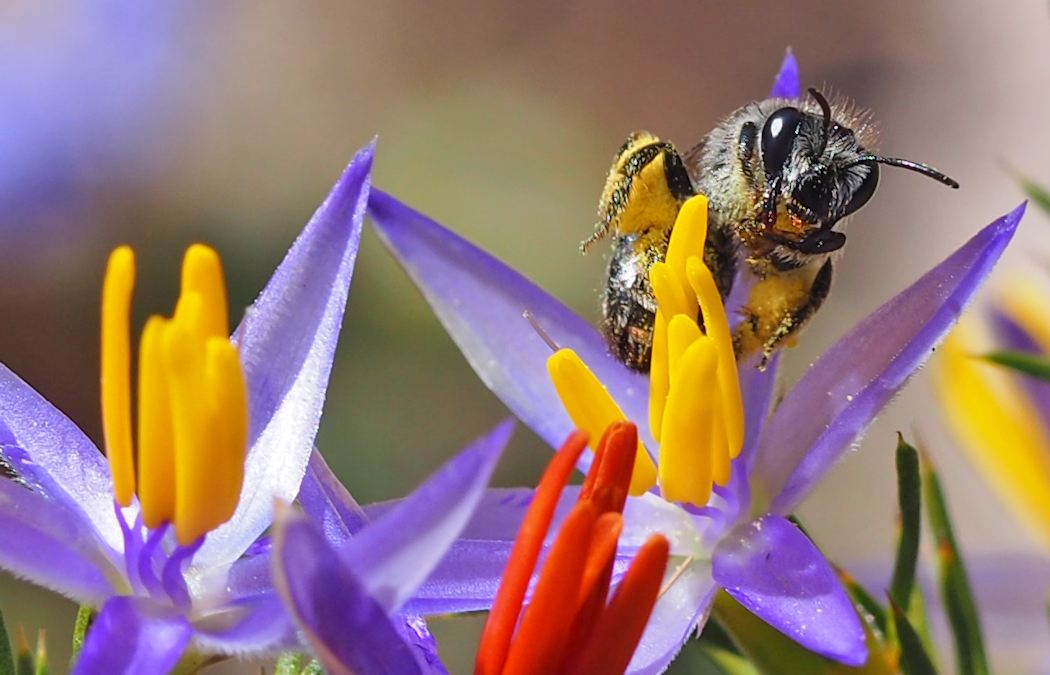 Native pollinators need more support than honeybees in Australia – here’s why