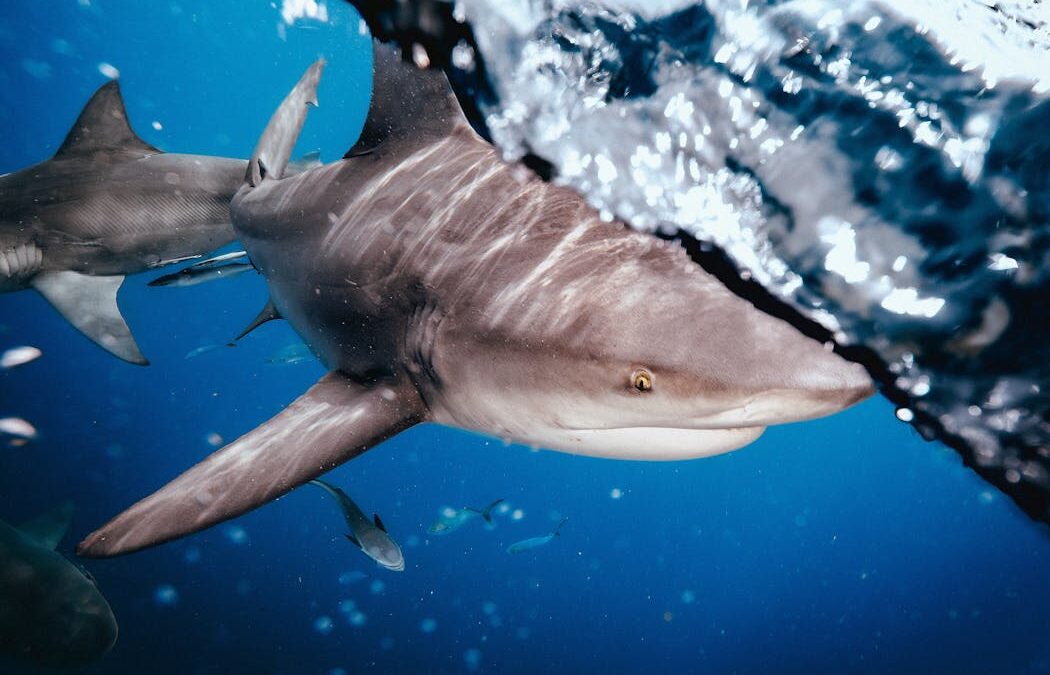 4 shark bites in 48 hours: how what we do on land may shape shark behaviour