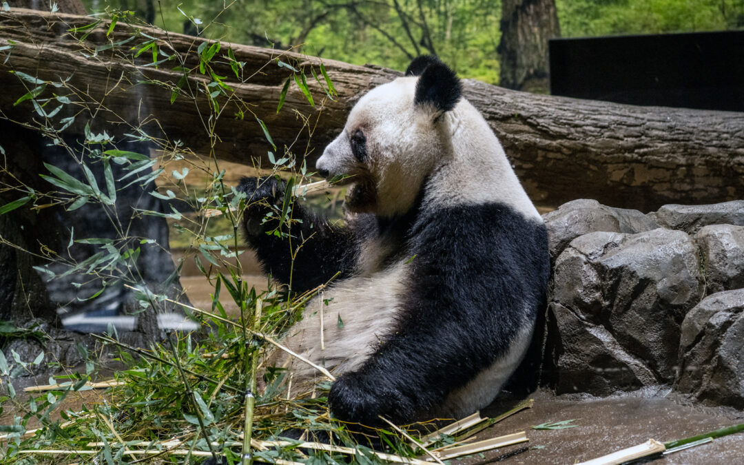 Japan says goodbye to last pandas amid strained ties with China