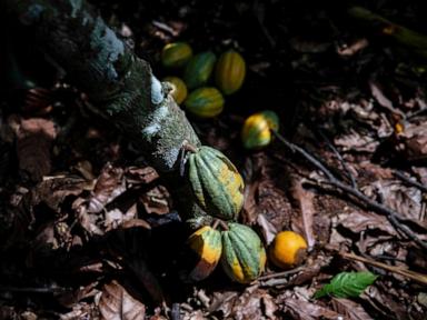 Ivory Coast will buy unsold cocoa stocks as prices plunge
