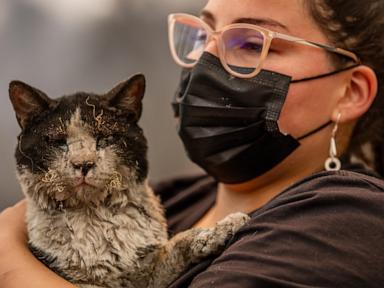 As fires in Chile burn, a mobile clinic fights to save furry survivors