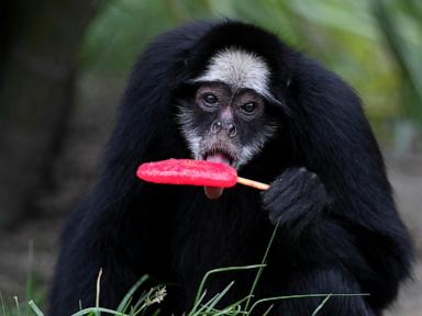 Rio de Janeiro zoo animals treated to popsicles as city faces scorching weather