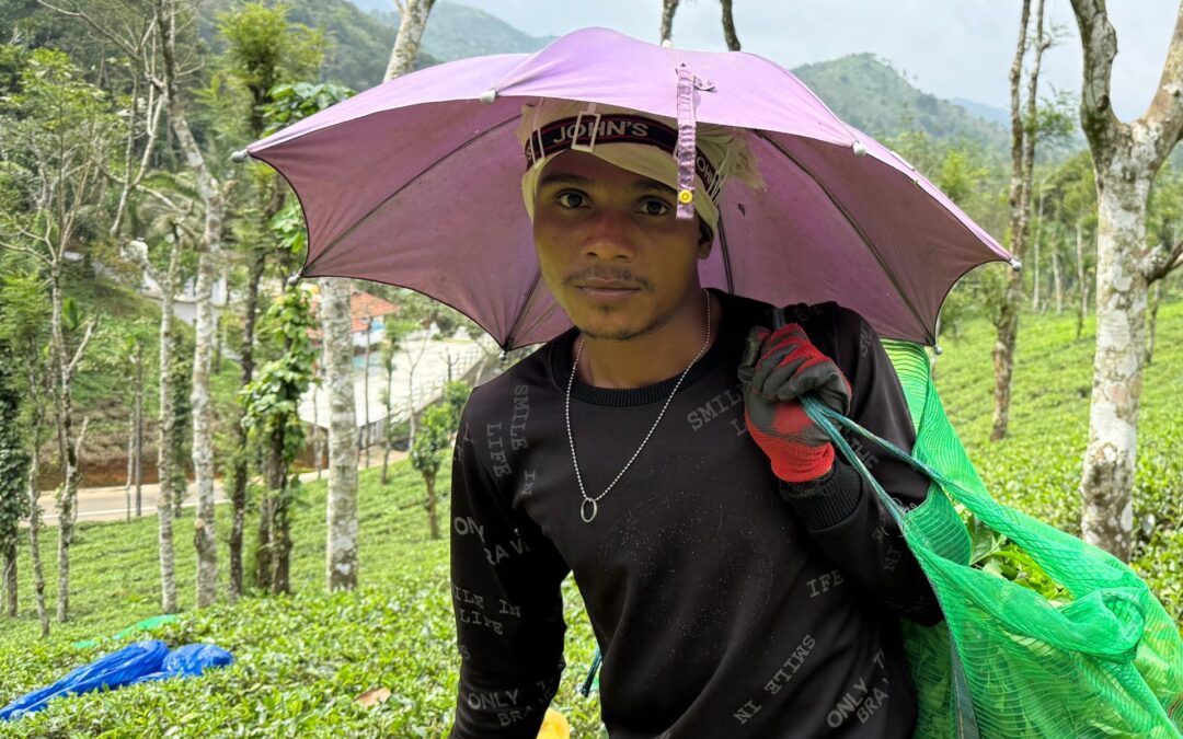 Driven by money, pushed by passion: Migrant tea pickers of Kerala, India