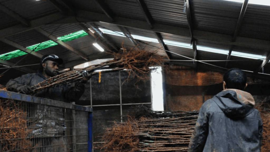 PALM: A labour mobility scheme that lacks mobility