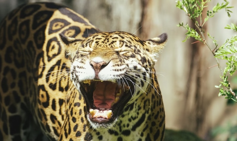 Leopards and their spots. Guiseppe’s dreams of ASX