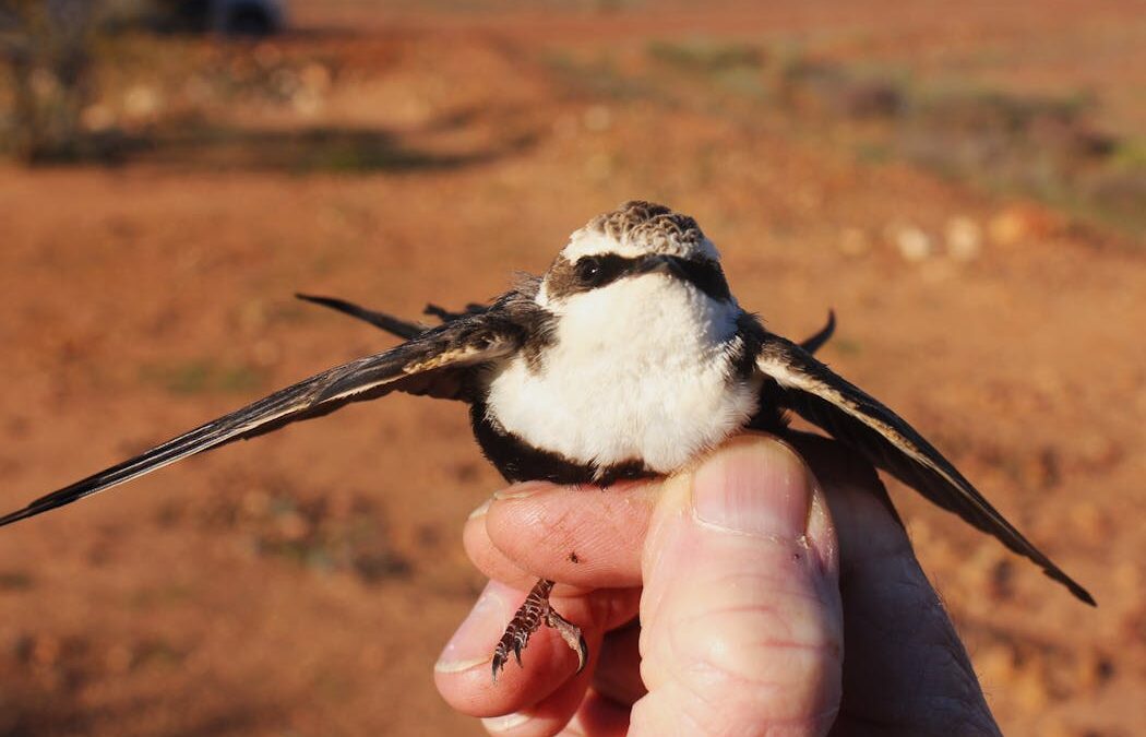 Tiny radio transmitters reveal a hidden survival tactic in birds