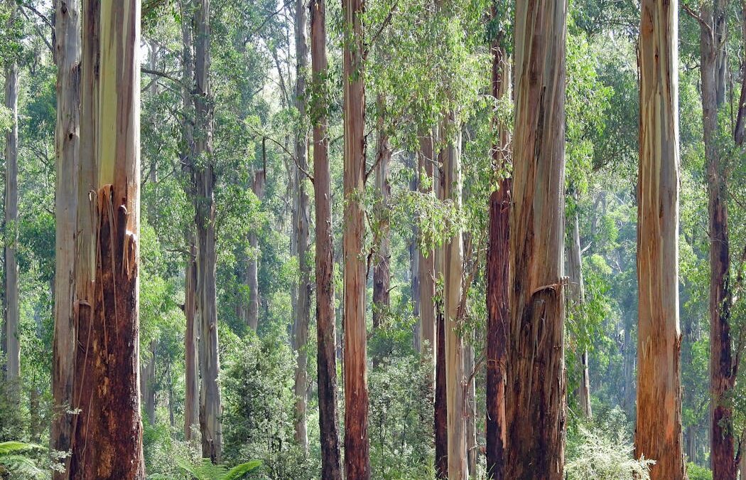 Victoria’s mountain ash forests naturally thin their trees. So why do it with machines?