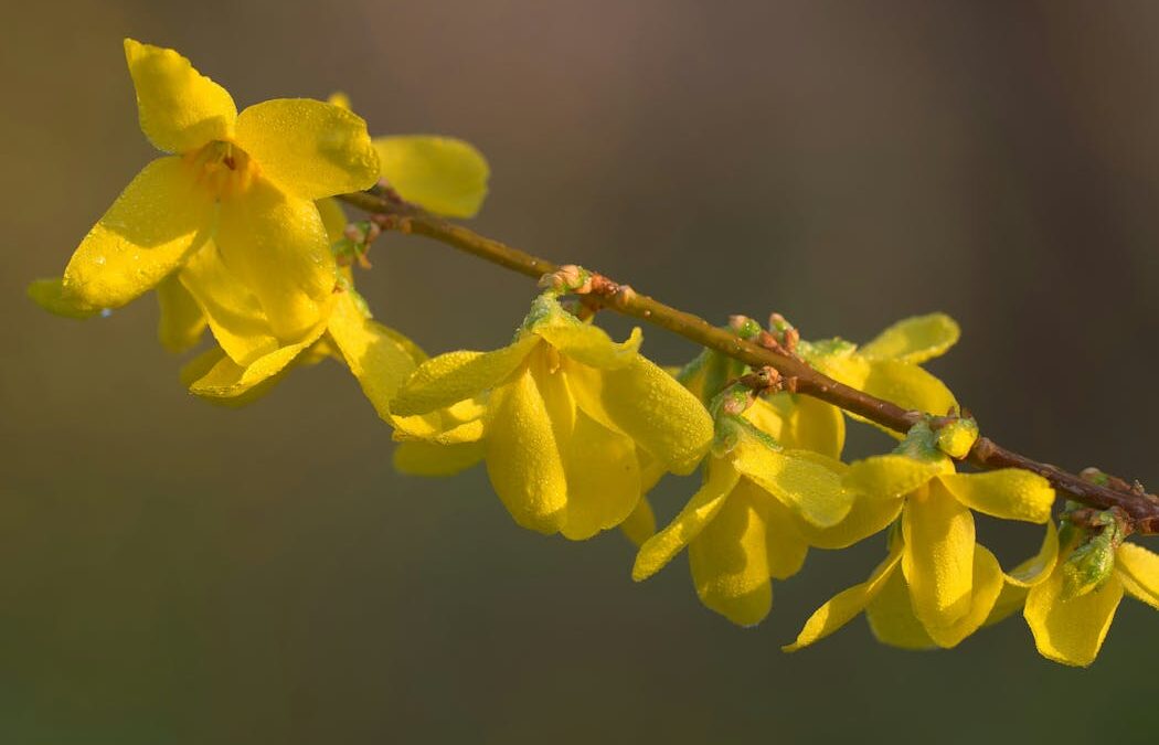 ‘A lingering in stillness’: philosopher Byung-Chul Han on the radical power of gardening
