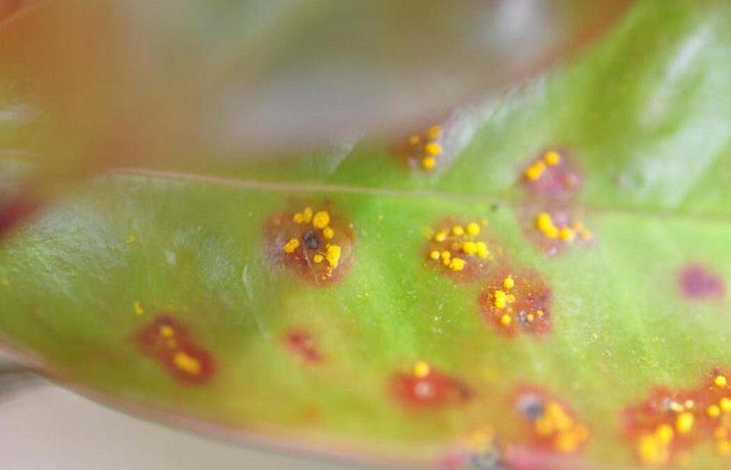Good fungus may one day help save plants from bad fungus like deadly myrtle rust disease